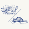 Pig or Rat