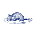 01-Rat-White Circle-no words