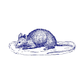01-Rat-pure